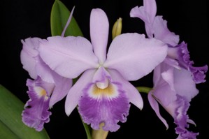 Cattleya Ellery Tomaszkiewicz SVO Blue Star AM/AOS 81 pts.